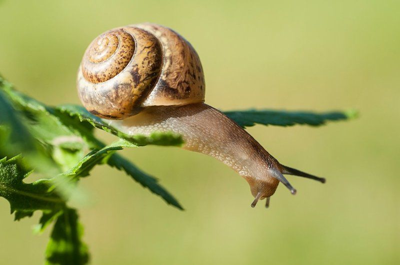 макро, улитка Любопытствоphoto preview