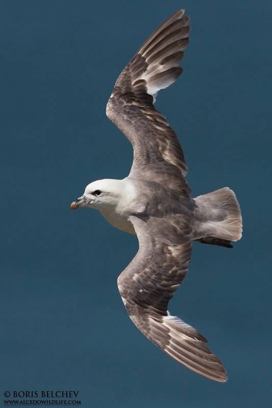 северный глупыш, борис белчев, птиц, бемптон,, Борис Белчев