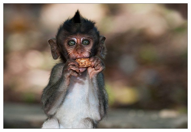 макака Emotionsphoto preview