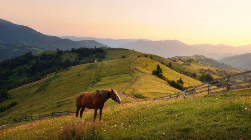 Про лошадку... (2)photo preview