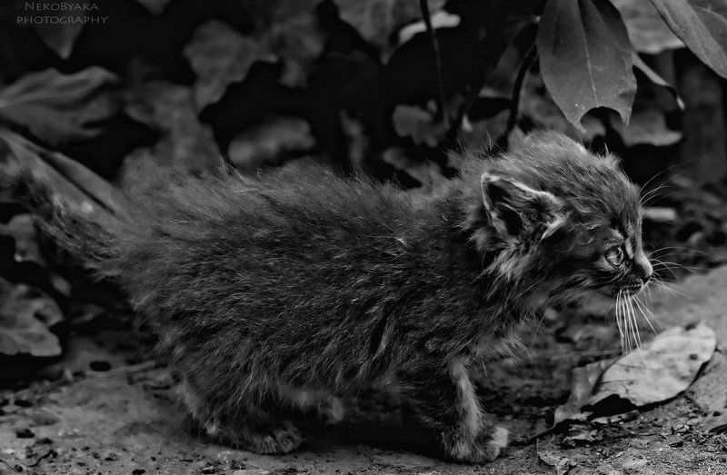 small, , cats, , котенок, , кот, , kitten, , серый, , маленький, , домашние, животные, , little, domesticated, animals the young hunterphoto preview