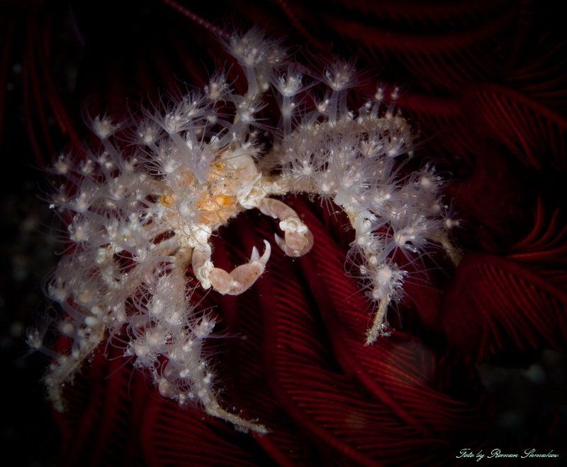 Гламурненькоphoto preview