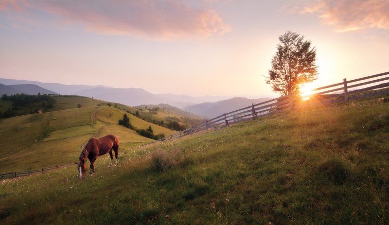 Про лошадку... (3)photo preview