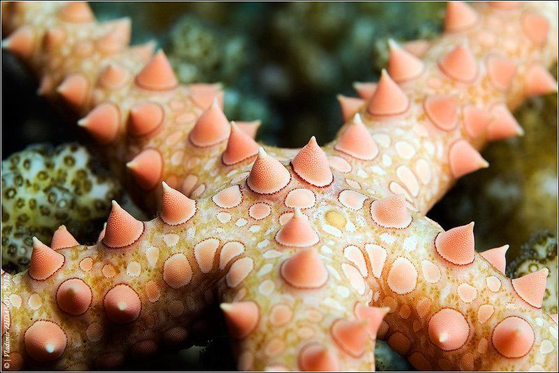 морская, звезда, красное, море, египет, дахаб, подводное, фото Многогрудка Морская Обыкновеннаяphoto preview