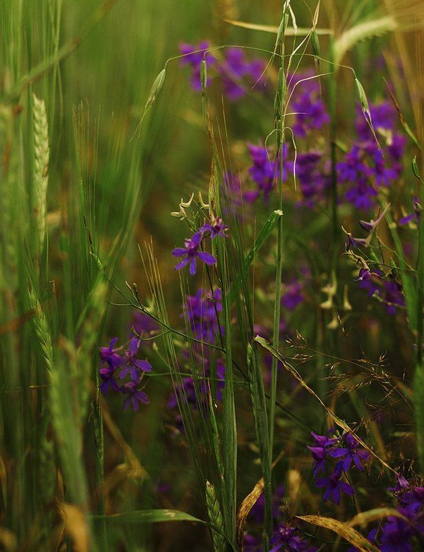 лето, луга, травы, цветы. Краски из летаphoto preview