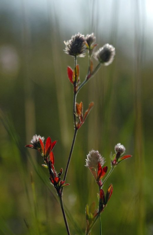 Из жизни одного растенияphoto preview