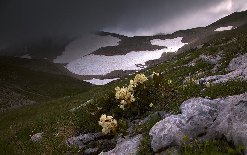 горы, лаго-наки Цветы Оштенаphoto preview