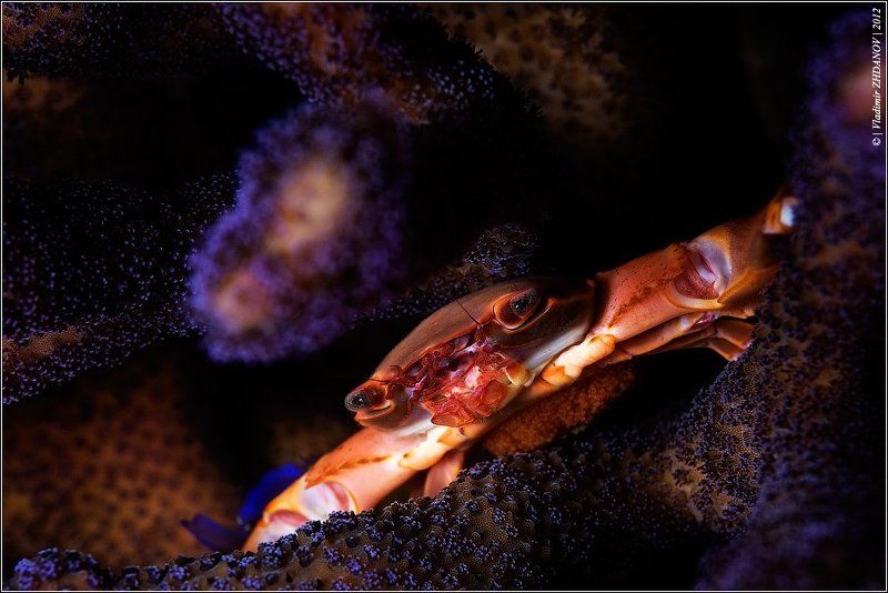 самка, краб, икра, красное, море, египет, дахаб, подводная, съёмка, ночное, погружение Мамочкаphoto preview