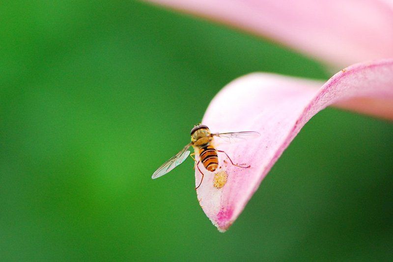 лето ,цветы ,лилия ,солнце, лето ,насекомые История одного полета фото превью