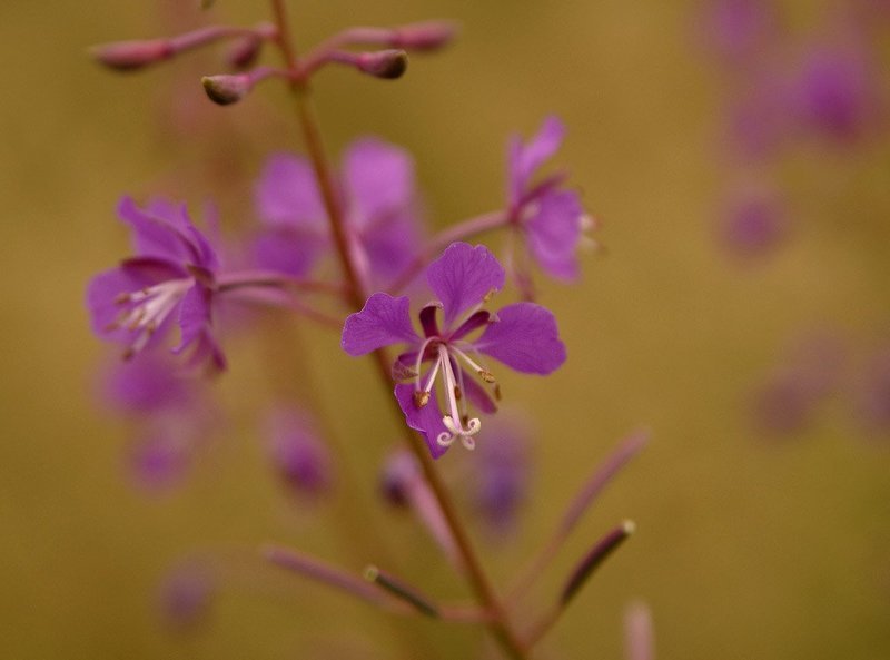 Иван-чайphoto preview