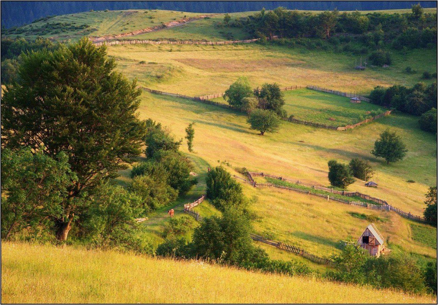 Горная пастораль. Автор: Dmitry Pozharsky карпаты, Dmitry Pozharsky