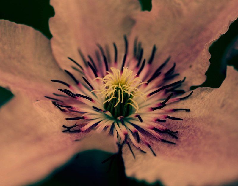 почти как аленький цветочекphoto preview