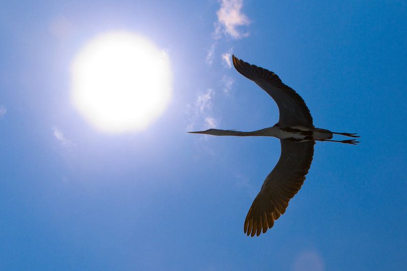 Икар фото превью