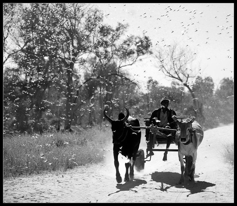 мадагаскар, саранча +++photo preview