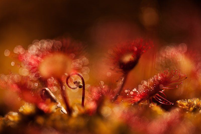 росянка, макропейзаж немного завитковphoto preview