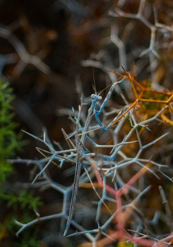 Богомолphoto preview