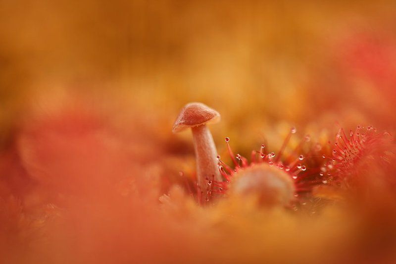 гриб, росянка сосед...photo preview