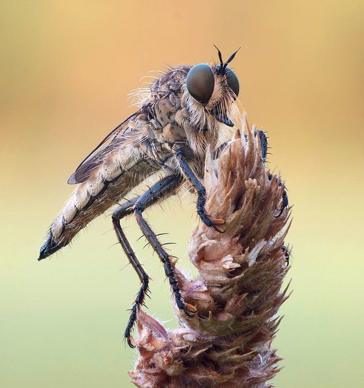 продавец шаурмыphoto preview