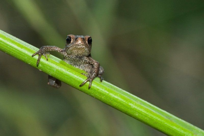 макро, лягушка Лягушоночекphoto preview