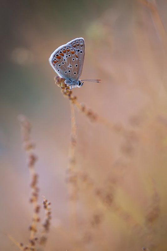 lepidoptera, canon, eos, 100mm l is, 5d mkii Polyphoto preview