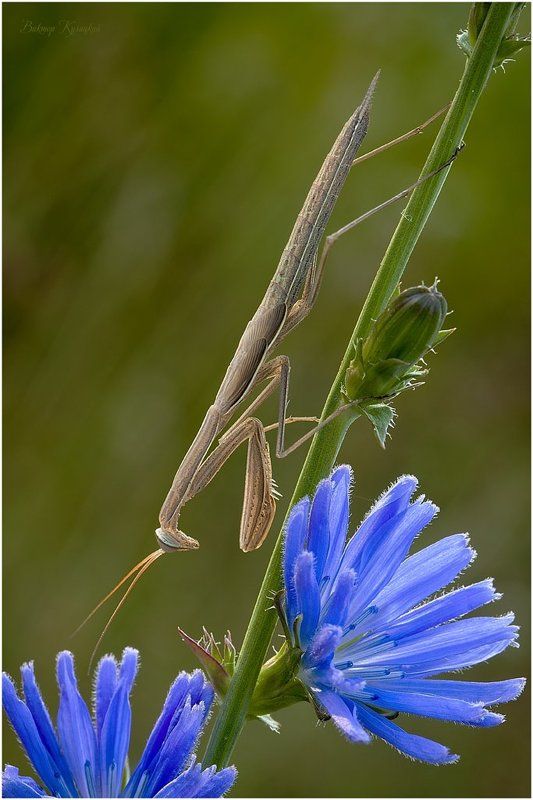 утро, богомол В засаде...photo preview