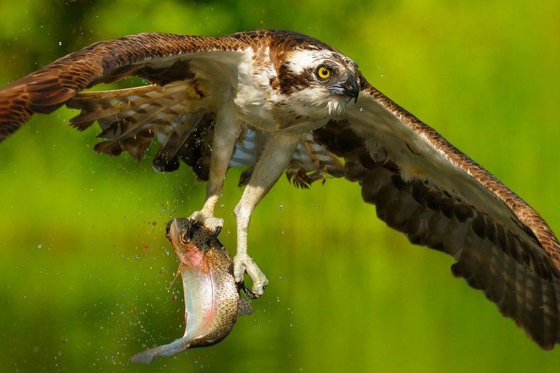 рыбка к обедуphoto preview