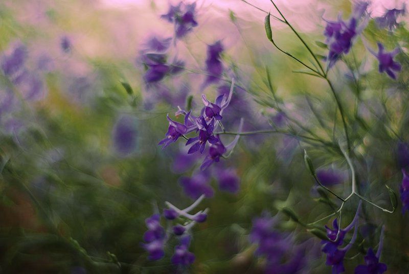 лето, луга, травы, цветы. Martini rozephoto preview