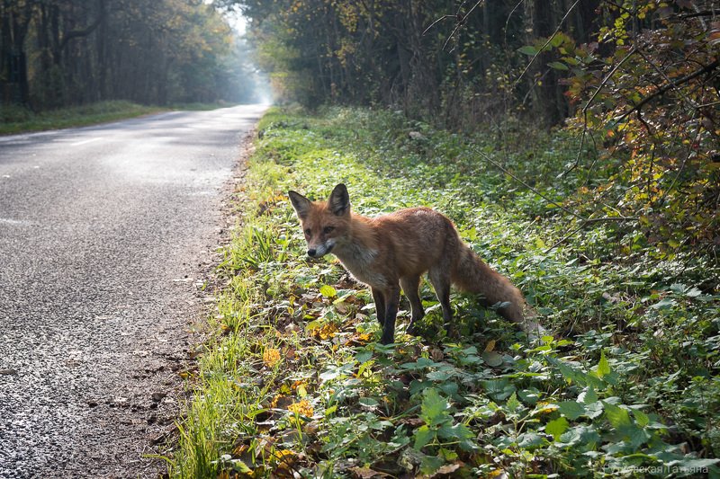 Любопытнаяphoto preview
