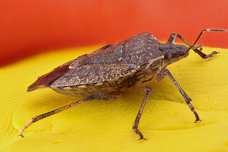 жук насекомое макро ****photo preview