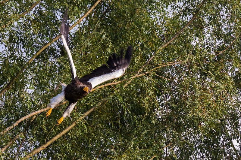 белоплечий орлан, магаданская область, колыма, заповедник, магаданский заповедник, челомджа Белоплечий хищникphoto preview