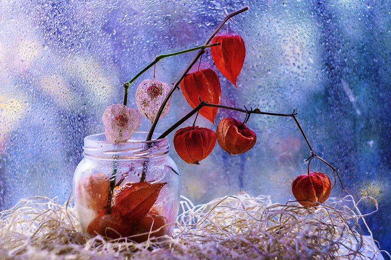 Про физалис.photo preview