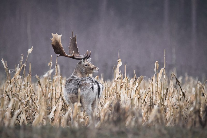 Сиреневый туманphoto preview