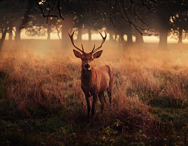 HIS Majesty...photo preview