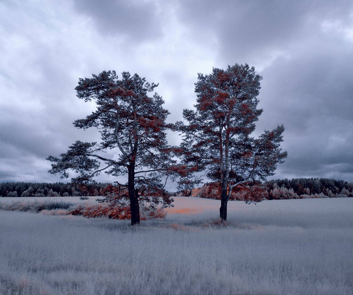 infrared,ик-фото,инфракрасное фото, инфракрасная фотография, пейзаж, лето, Sixten ( Сергей )