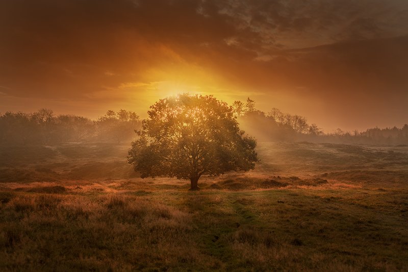 yggdrasilphoto preview