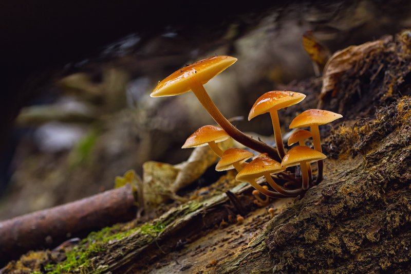 гриб,ветки,мох,вода,лес,свет,блик ***photo preview