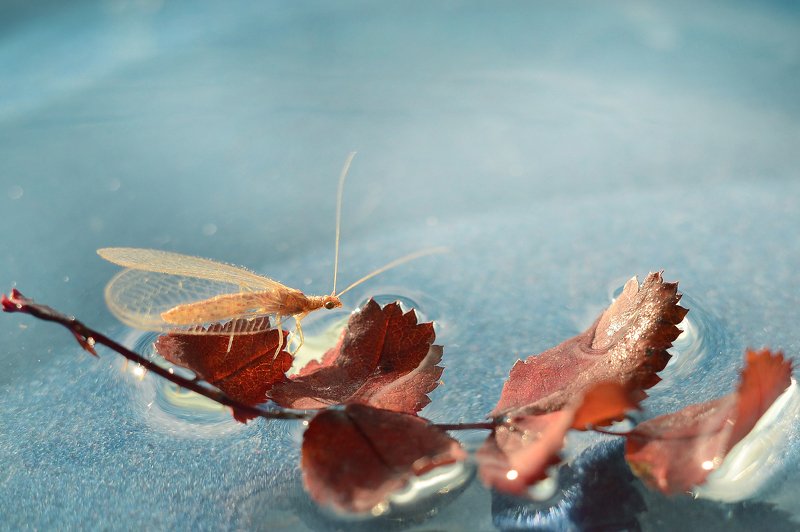 Златоглазкаphoto preview