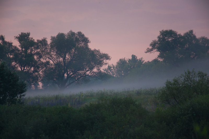 пейзаж, утро, туман, forest, nature, landscape июльскаяphoto preview