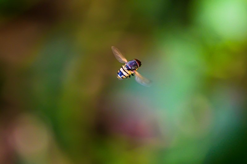 Chasing Fruit flyphoto preview