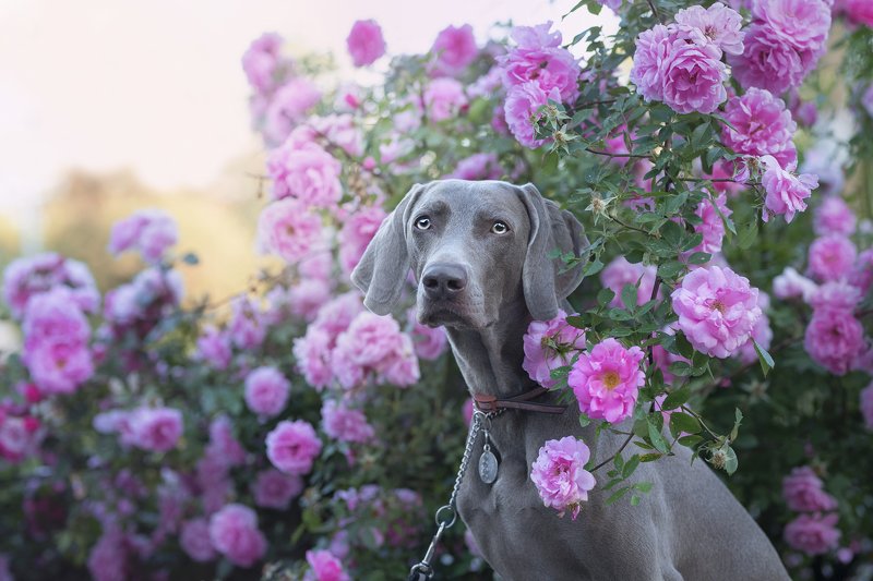 weimaraner, dog. flowers  Ginaphoto preview
