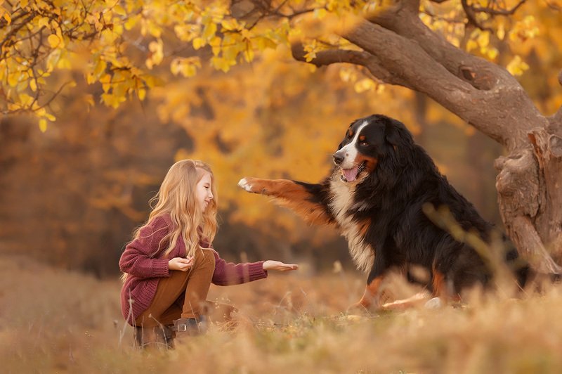 Дай лапу другphoto preview