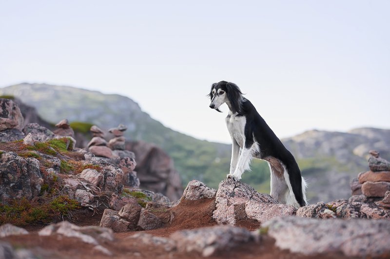 кольский, собаки, бордер колли, закат, Териберка Лея. Просторphoto preview