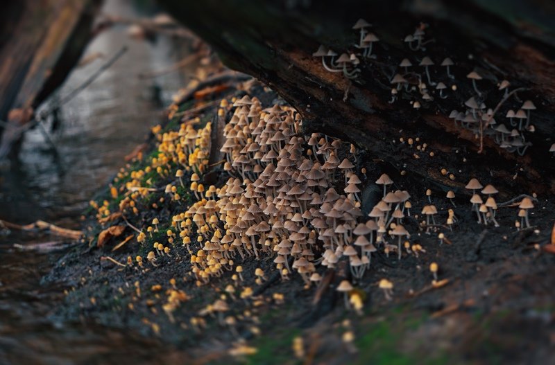 трава,свет,лес,деревья,облака,ветки,грибы,вода ***photo preview