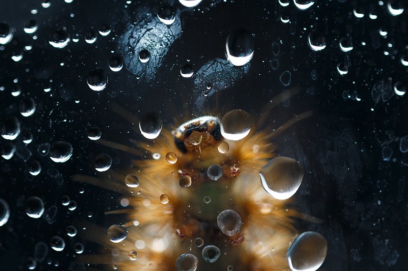 Лунатик..photo preview