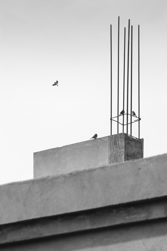 mohib ali photography Bird Will Emigrate photo preview