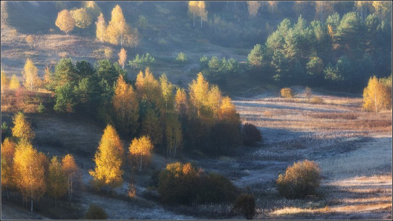 Стоят берёзки золотыеphoto preview