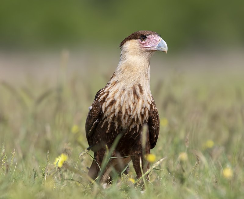 каракара, crested caracara, caracara, tx, texas, хищные птицы Обыкновенная каракара - Crested Caracaraphoto preview