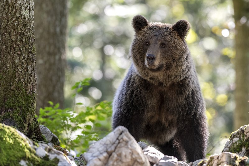 brown bea photo preview