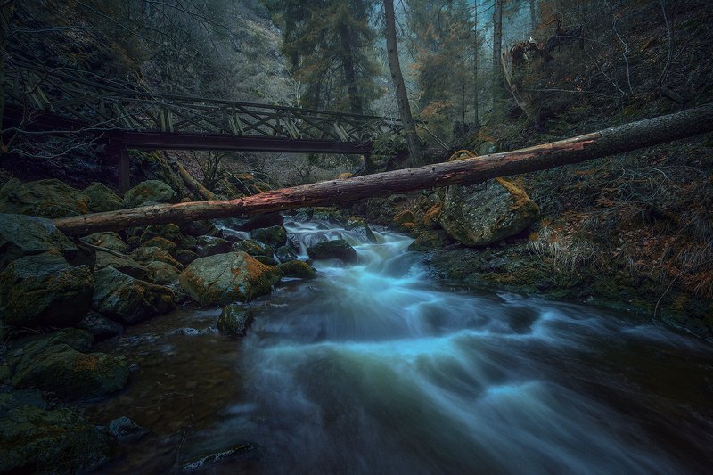 The Black Forestphoto preview