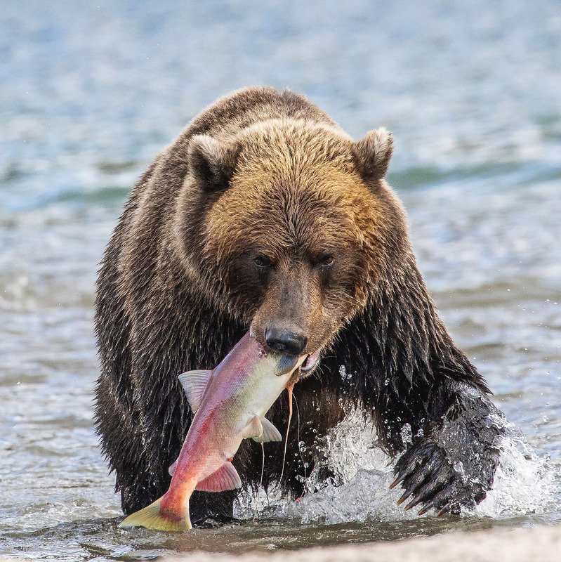 камчатка, курильское озеро, медведь, бурый медведь, лосось Медвежья рыбалкаphoto preview